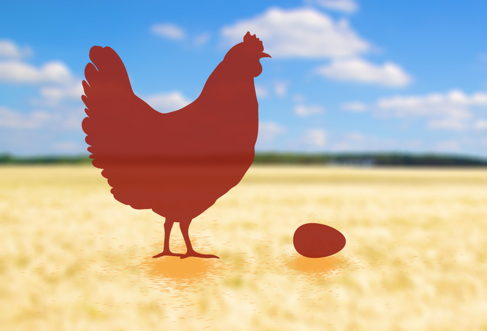 Huhn oder Ei