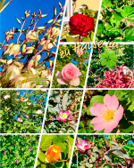 zuhause, im glück, pflanzen, blumen, glücklichsein, natur, blüten